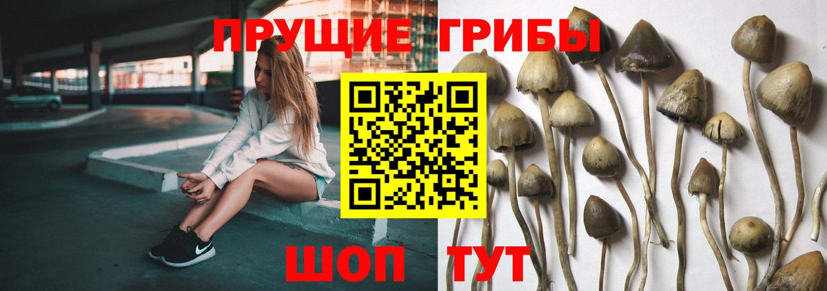 Галлюциногенные грибы Psilocybe Лабинск